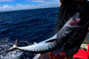 A fisherman pulls in a wahoo