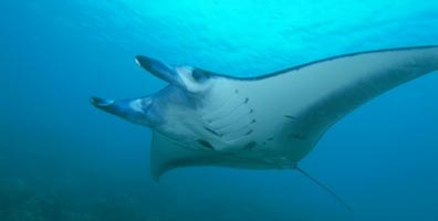 Diving with Manta Rays at Yap